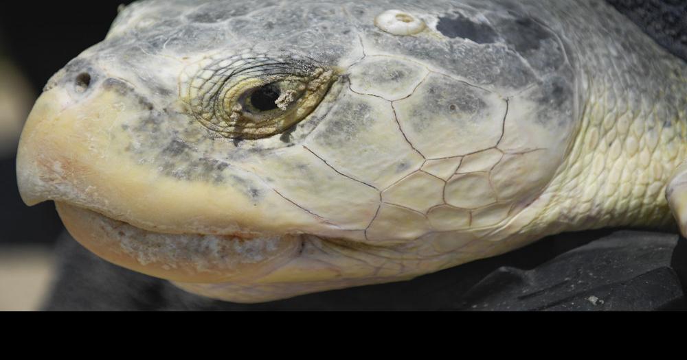 7 sea turtles nests found in single day at Surfside Beach News