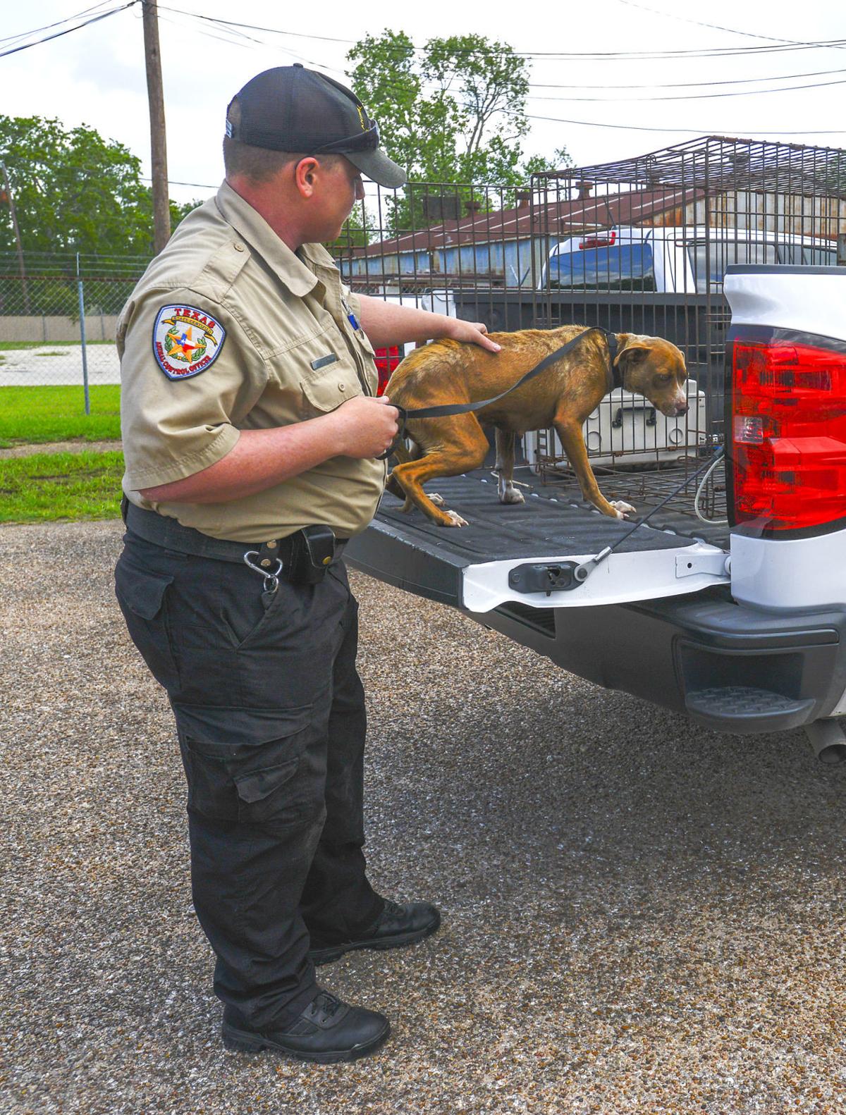 Angleton Animal Shelter In Need Of Funding Renovation Free Share Thefacts Com