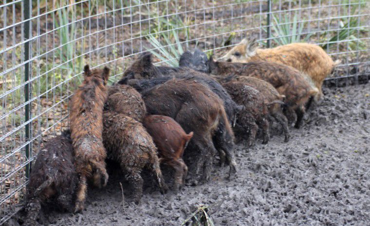 Texas Vehicle Bill Of Sale >> JESSICA CHASE: Root out solutions to feral hog problem | Free Share | thefacts.com Texas Vehicle Bill Of Sale >> JESSICA CHASE: Root out solutions to feral hog problem | Free Share | thefacts.com