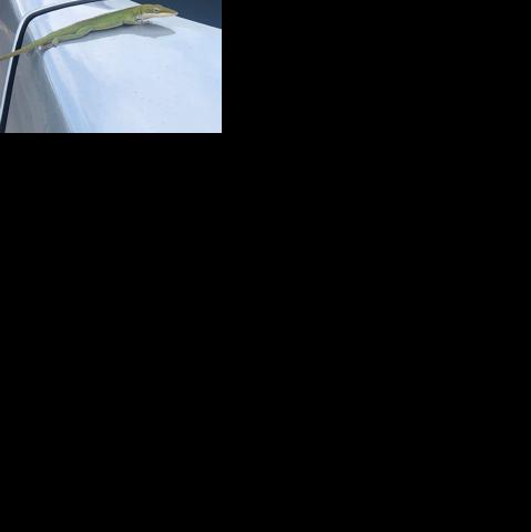 COMMENTARY: Color-changing anole symbolizes resilience | Brazos Living ...