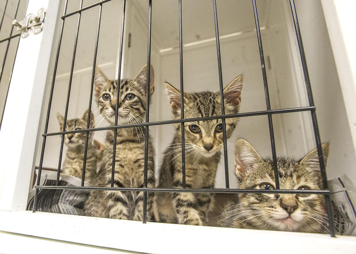 "Kitten season" leads to more than 100 homeless felines at SPCA Free