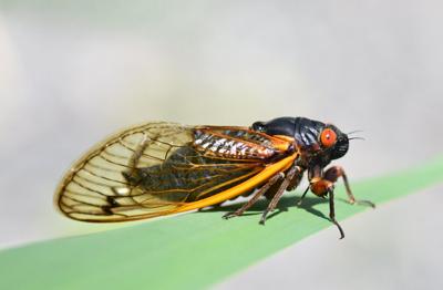 NATURE NOTES: Cicadas