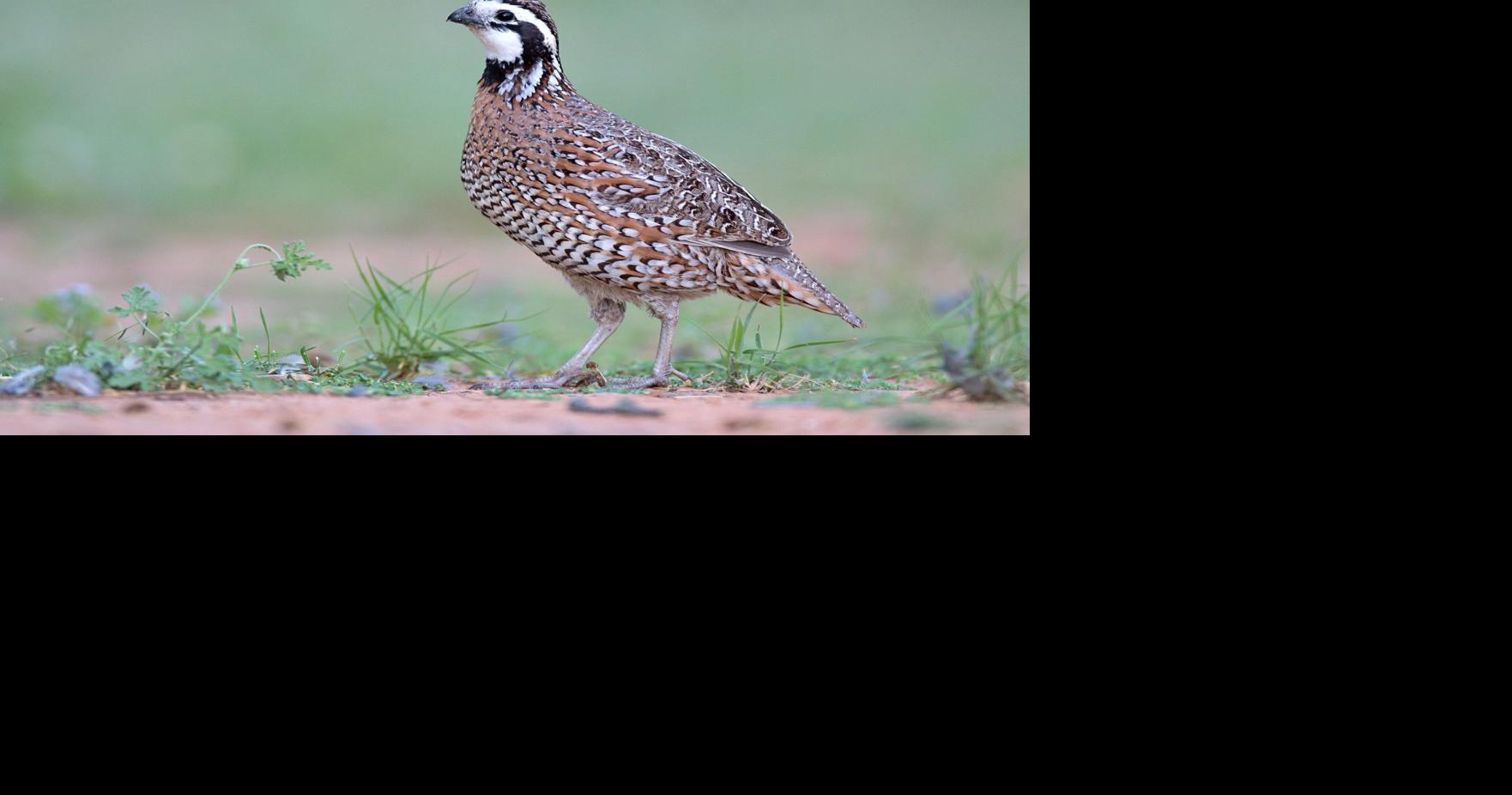 OUTDOORS COLUMN: Quail season is here | Sports | thefacts.com