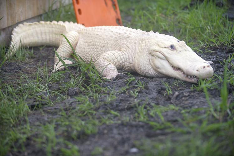 Albino Alligator -  Sweden