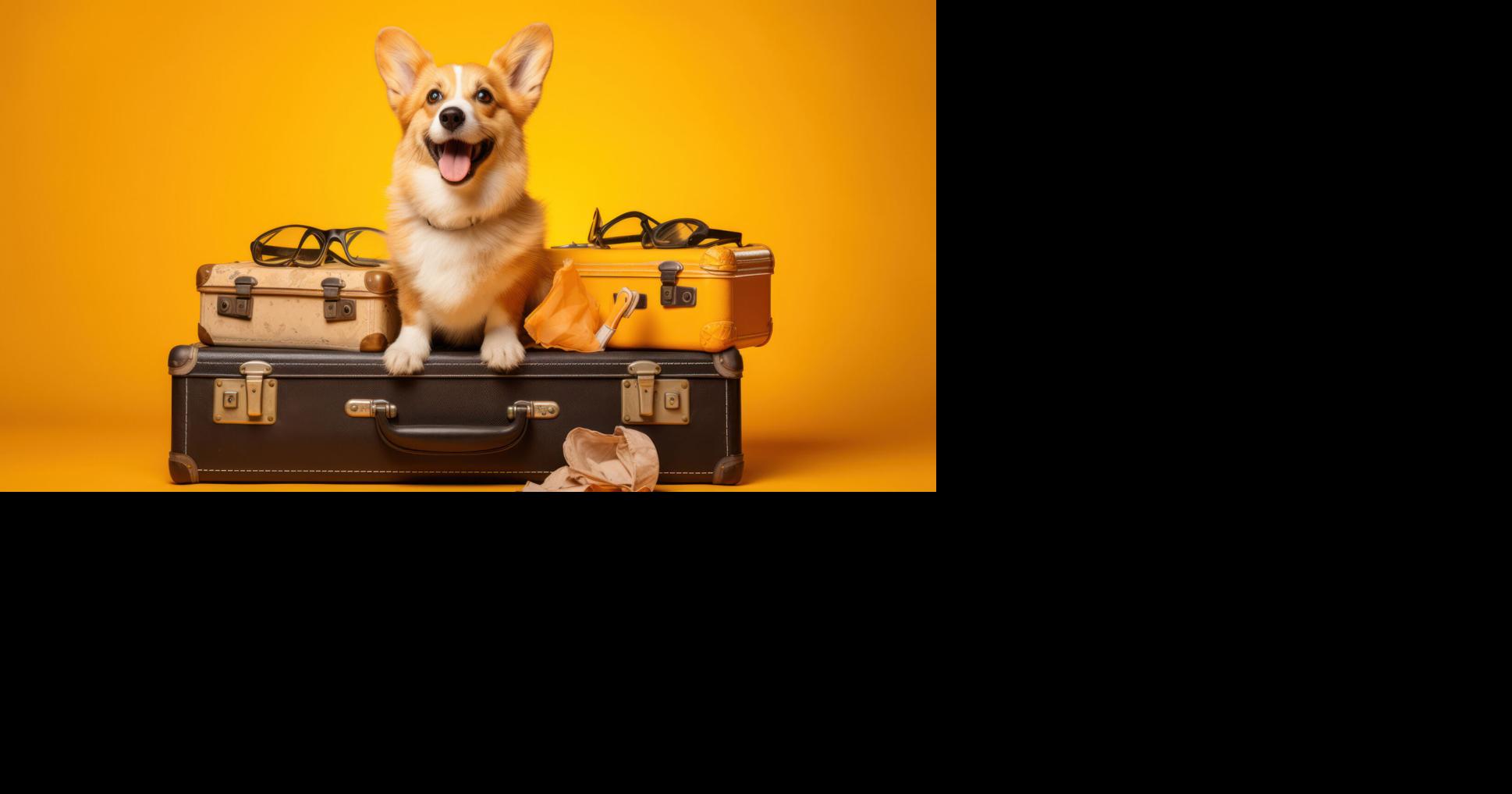 A&M INSIGHT: Planning required to travel with pets | Brazos Living