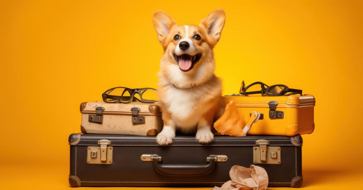 A&M INSIGHT: Planning required to travel with pets | Brazos Living A&M INSIGHT: Planning required to travel with pets | Brazos Living