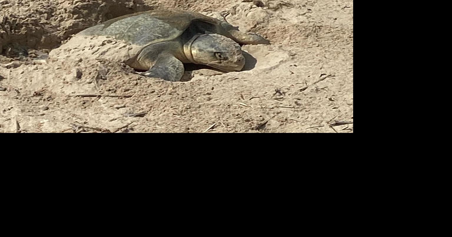 Endangered sea turtle makes her nest at Surfside Beach News