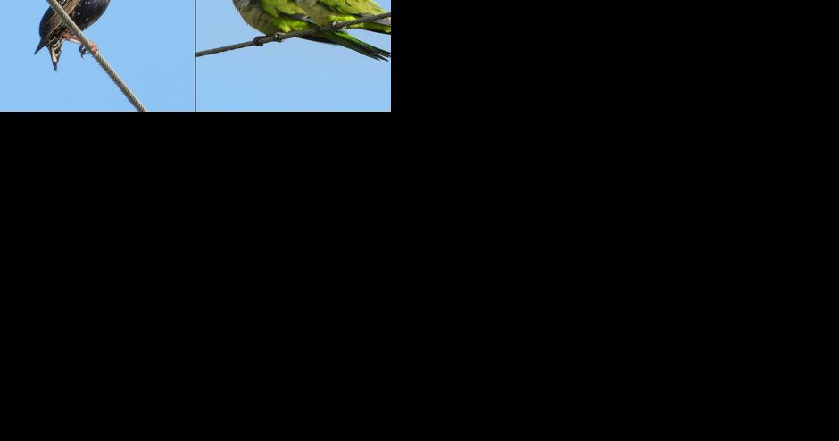 NATURE NOTES: Invasive birds adapt to survive - Vimarsana News