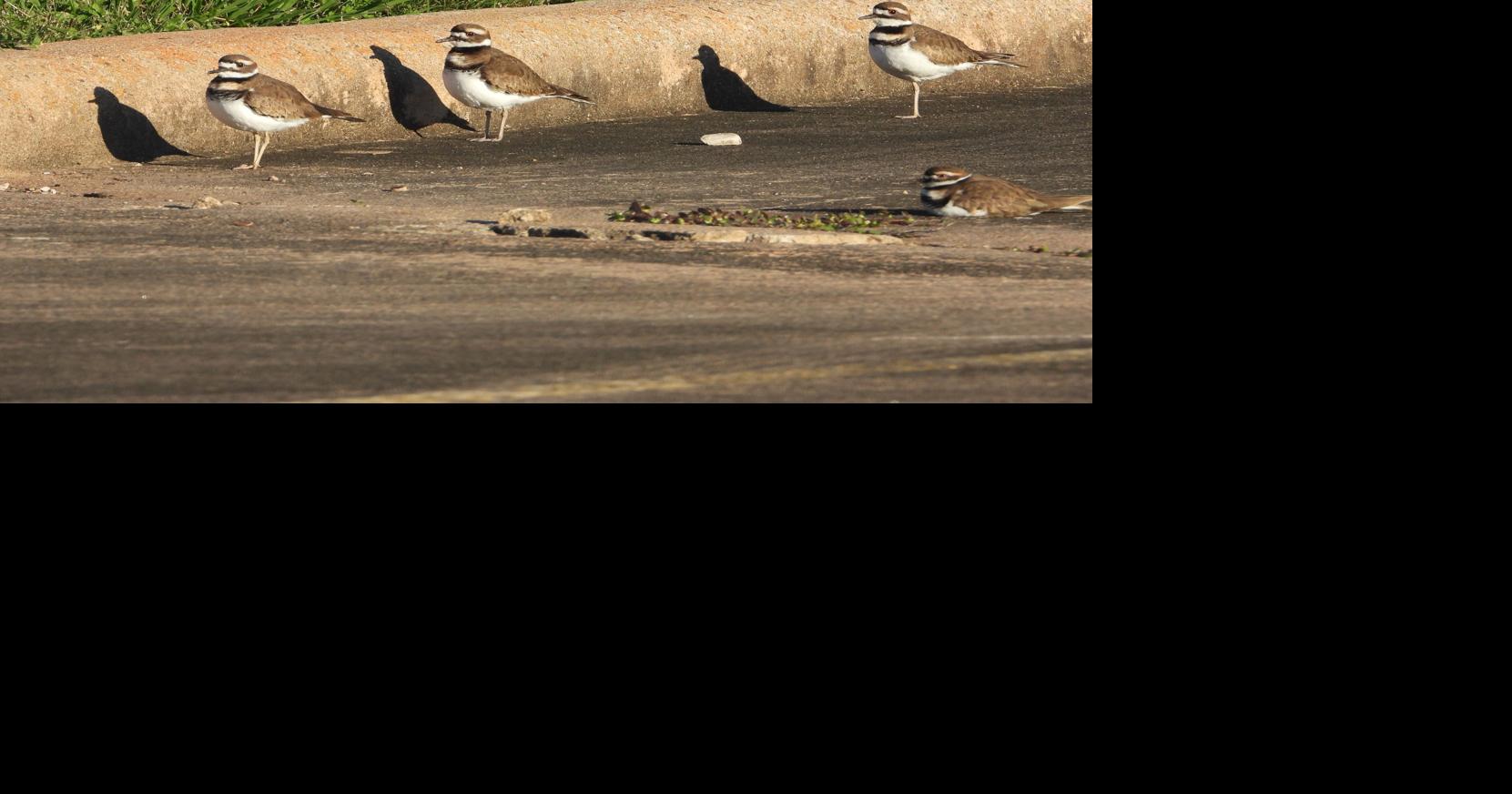 NATURE NOTES The Courageous Killdeer Brazos Living