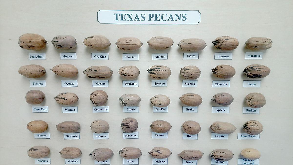 STEPHEN BRUEGGERHOFF Showcase your finest nuts in the Brazoria County