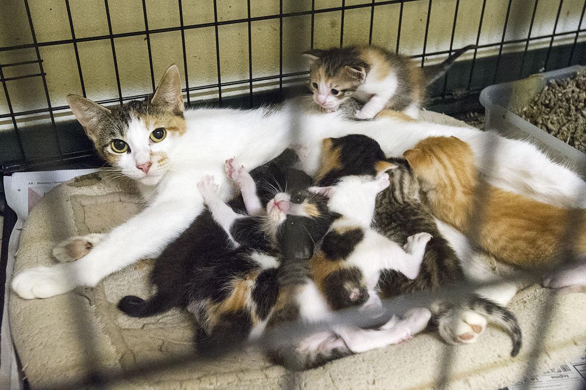 "Kitten season" leads to more than 100 homeless felines at SPCA Free