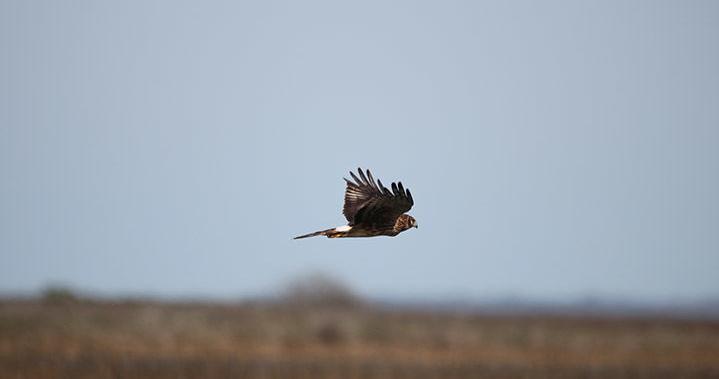 NATURE NOTES: Northern Harrier - Vimarsana News