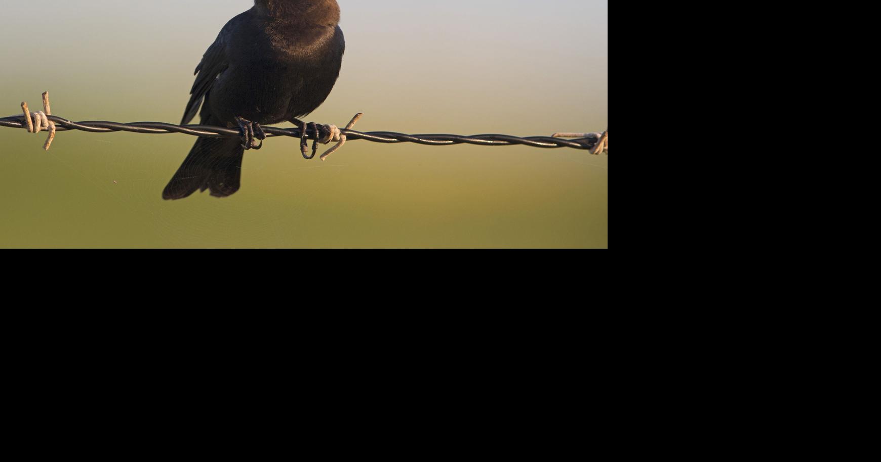 NATURE NOTES: Brown cowbirds rely on other birds to hatch, nurture its ...