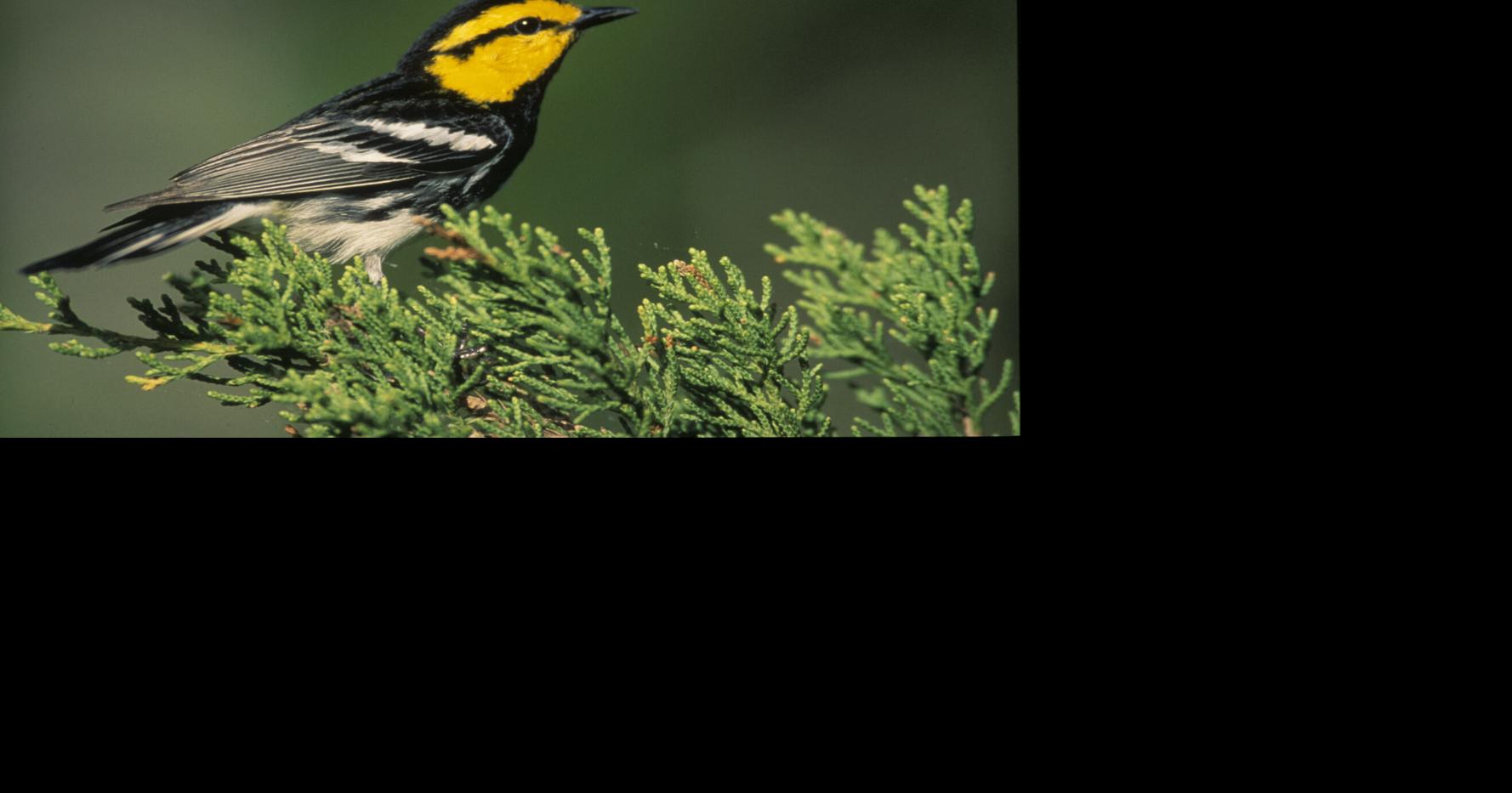 NATURE NOTES: The Iconic Golden-cheeked Warbler Katherine Underwood, Avian Technician Gulf Coast Bird Observatory May 23, 2026 5 mins ago