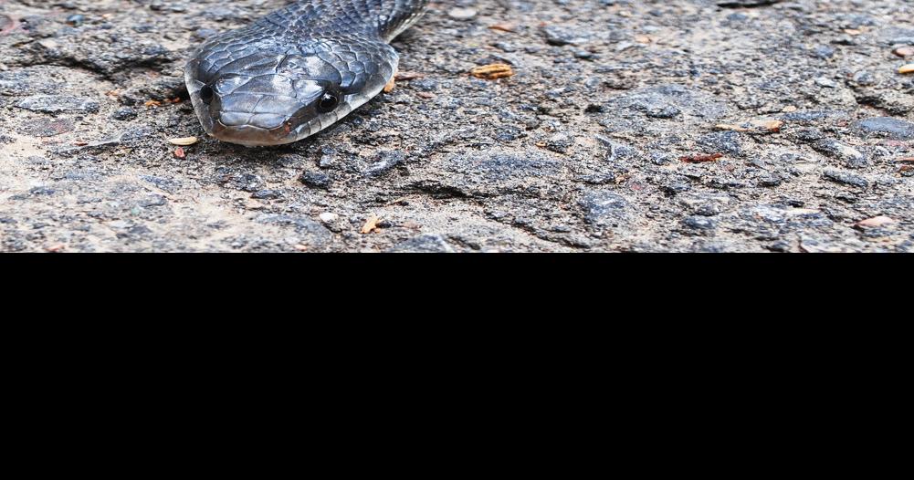 Black Rat Snake  The Maryland Zoo
