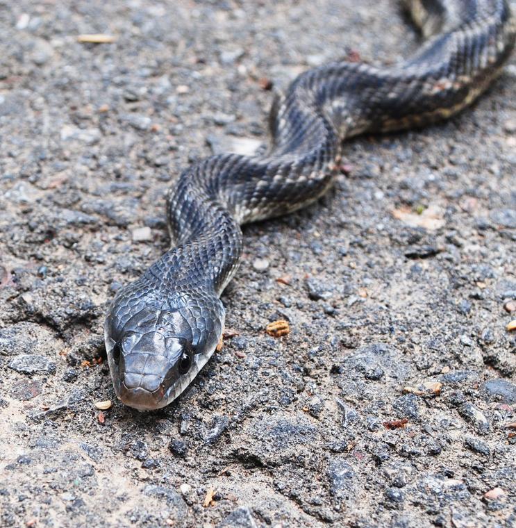 Anyone know what kind of snake this is? Found it it central New Jersey : r/ snakes