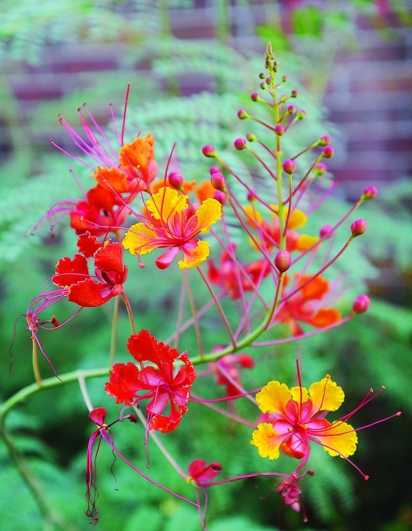 Texas Superstar Plants Brazos Living