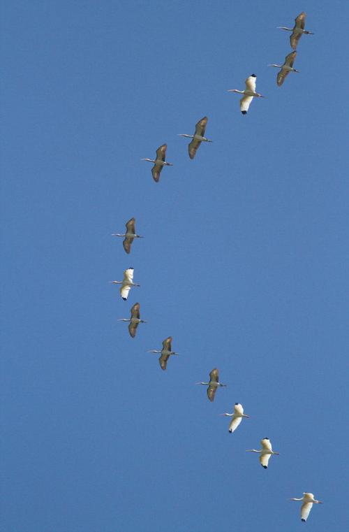 Nature Notes Why Birds Flock Brazos Living Thefacts Com