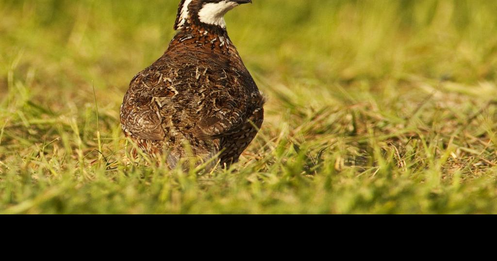 OUTDOORS COLUMN: Get ready for quail season | Sports | thefacts.com