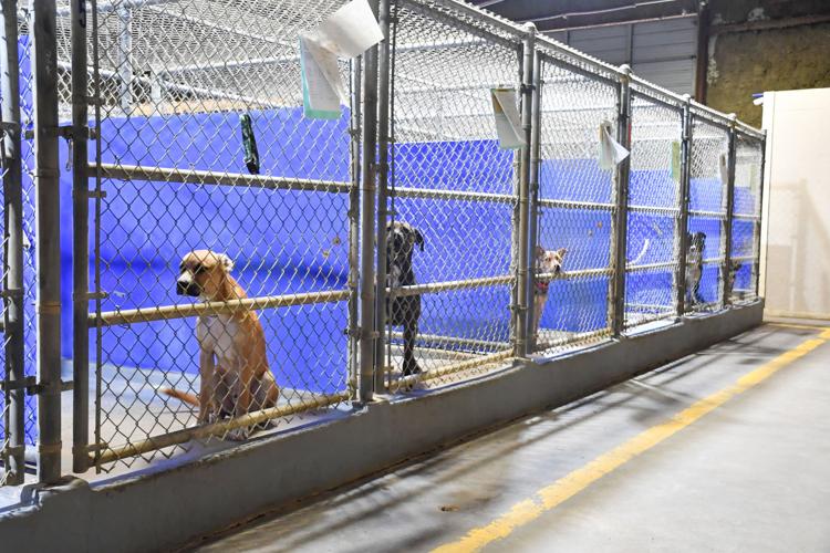 Shelters at Code Red asking for adoptions and fosters | News 