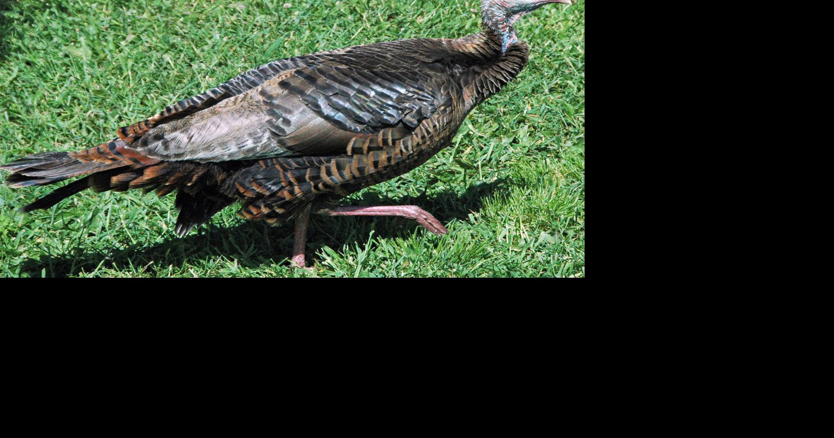 NATURE NOTES: Wild turkeys have many defensive features | Brazos Living ...
