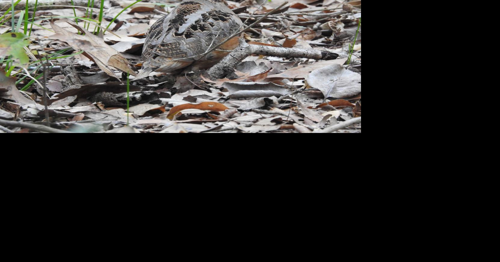 NATURE NOTES: Have you heard of a Timberdoodle? | Brazos Living ...