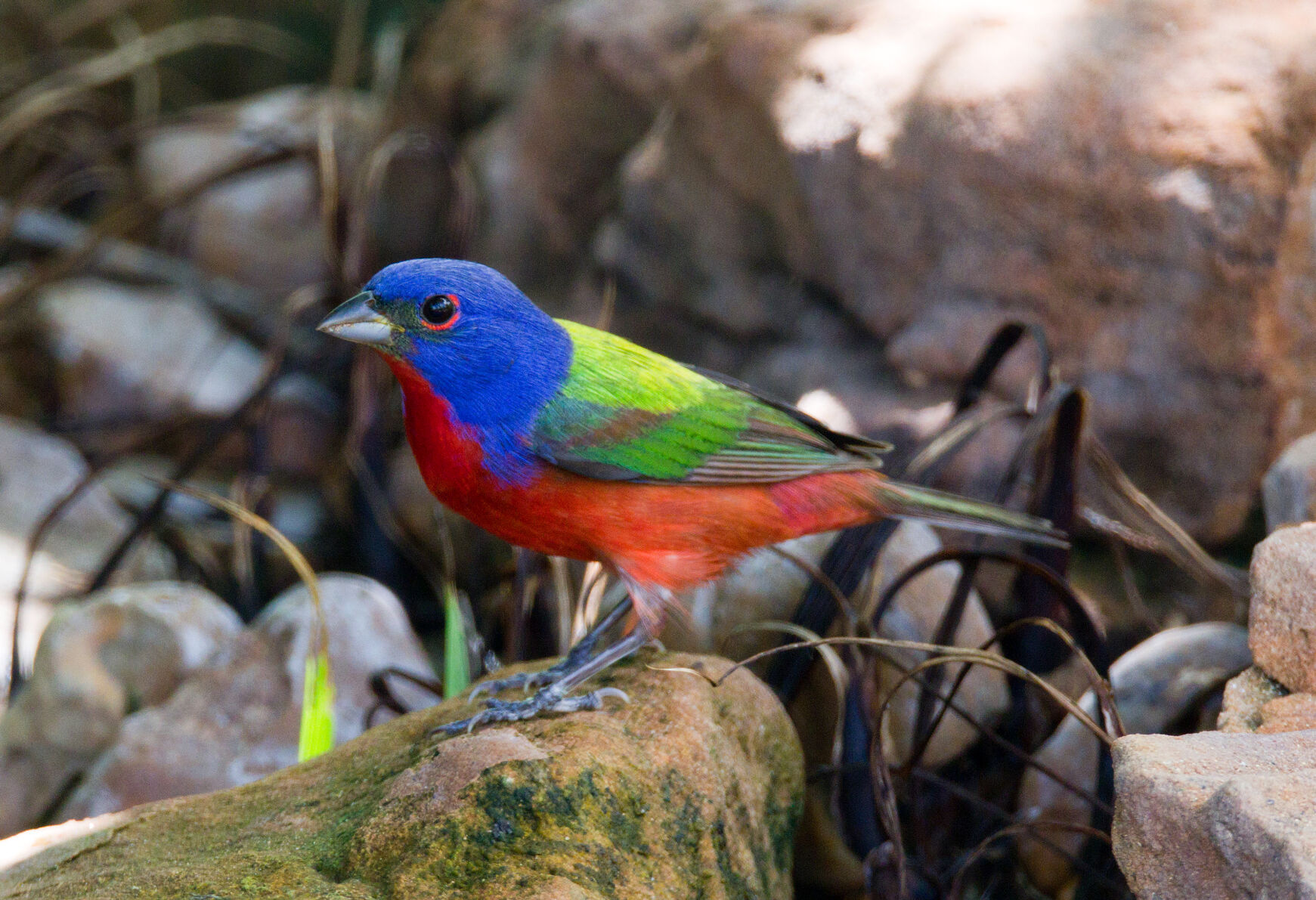 NATURE NOTES: Turn off lights to help migrating birds | Columns