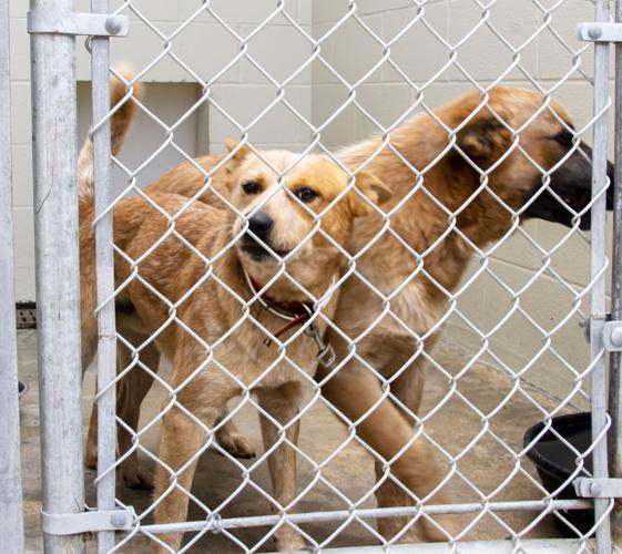 Gimme Shelter: Brazoria County's animal shelters are filled to the brim,  but why? | News 