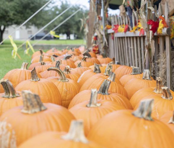 South Carolina Gamecocks 12 in. Halloween Pumpkin Sign - Halloween Pumpkin  Signs