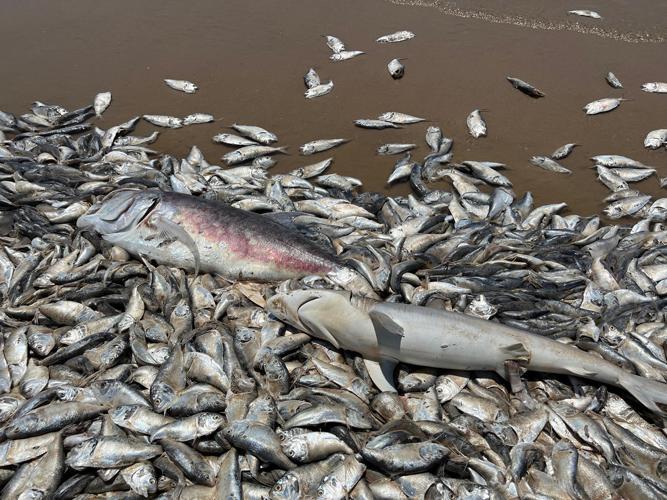 Scads of shad wash up on Quintana, Freeport beaches