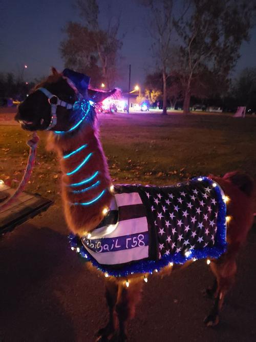 Abigail's Llama joins Sweeny's Christmas Parade