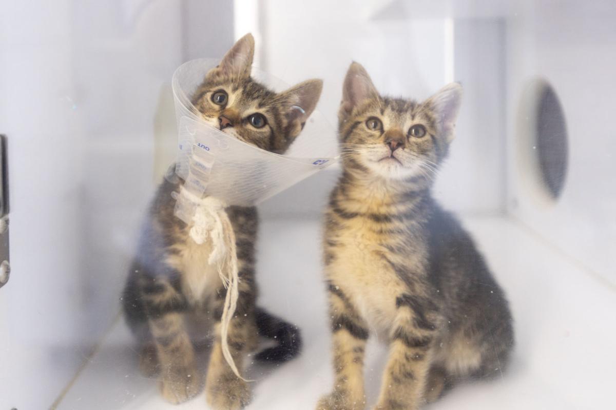 Spca Opens Mad Cattery Event Center Free Share Thefacts Com