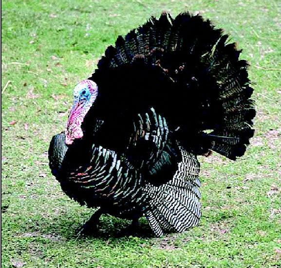 talking turkey thefacts com talking turkey
