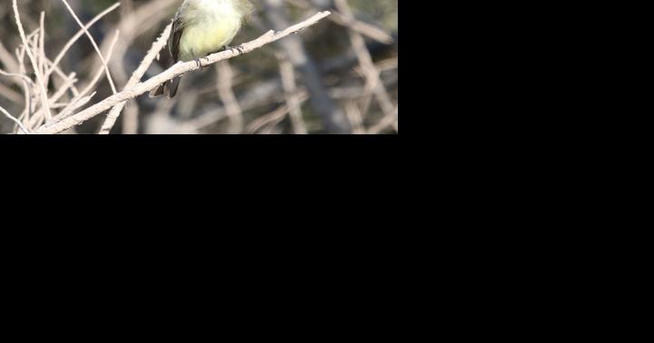 NATURE NOTES: Eastern phoebes prefer woody habitats - Vimarsana News