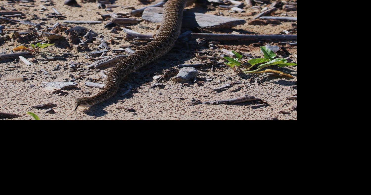 NATURE NOTES: Rattleless Rattlesnakes? | Community | thefacts.com