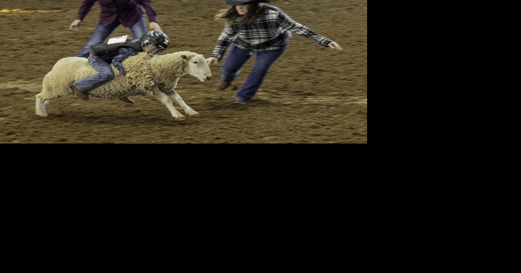 Brazoria County Fair Mutton Bustin' News