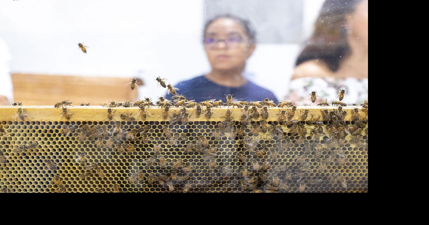 AGRILIFE: Preventing nuisance bees at hummingbird feeders and other ...