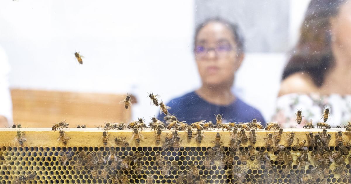 Bee Vip AGRILIFE: Preventing nuisance bees at hummingbird feeders and other ...
