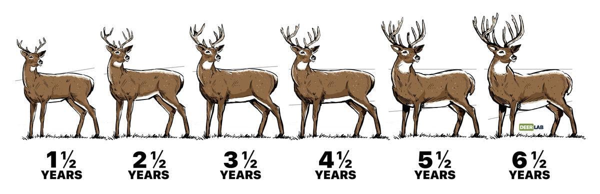 Deer Antler Anatomy • Outdoor Canada