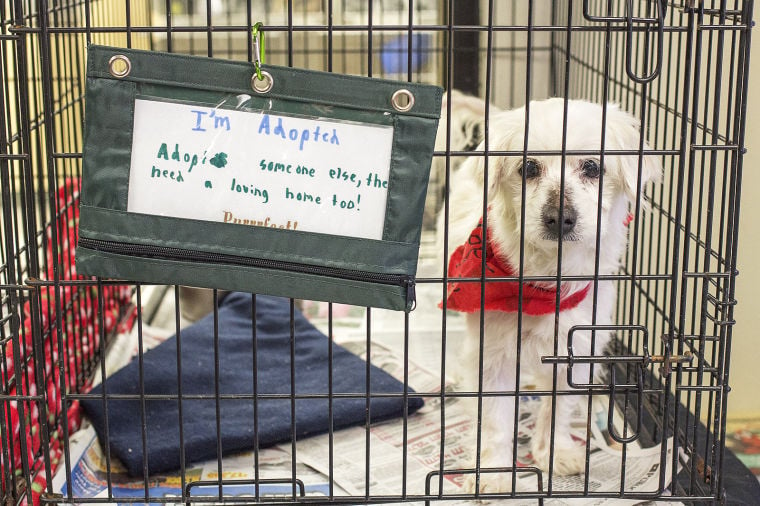 SPCA Adoption Event News