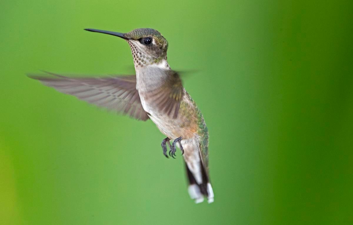 NATURE NOTES: September is for Ruby-throated Hummingbirds! | Brazos Living | thefacts.com