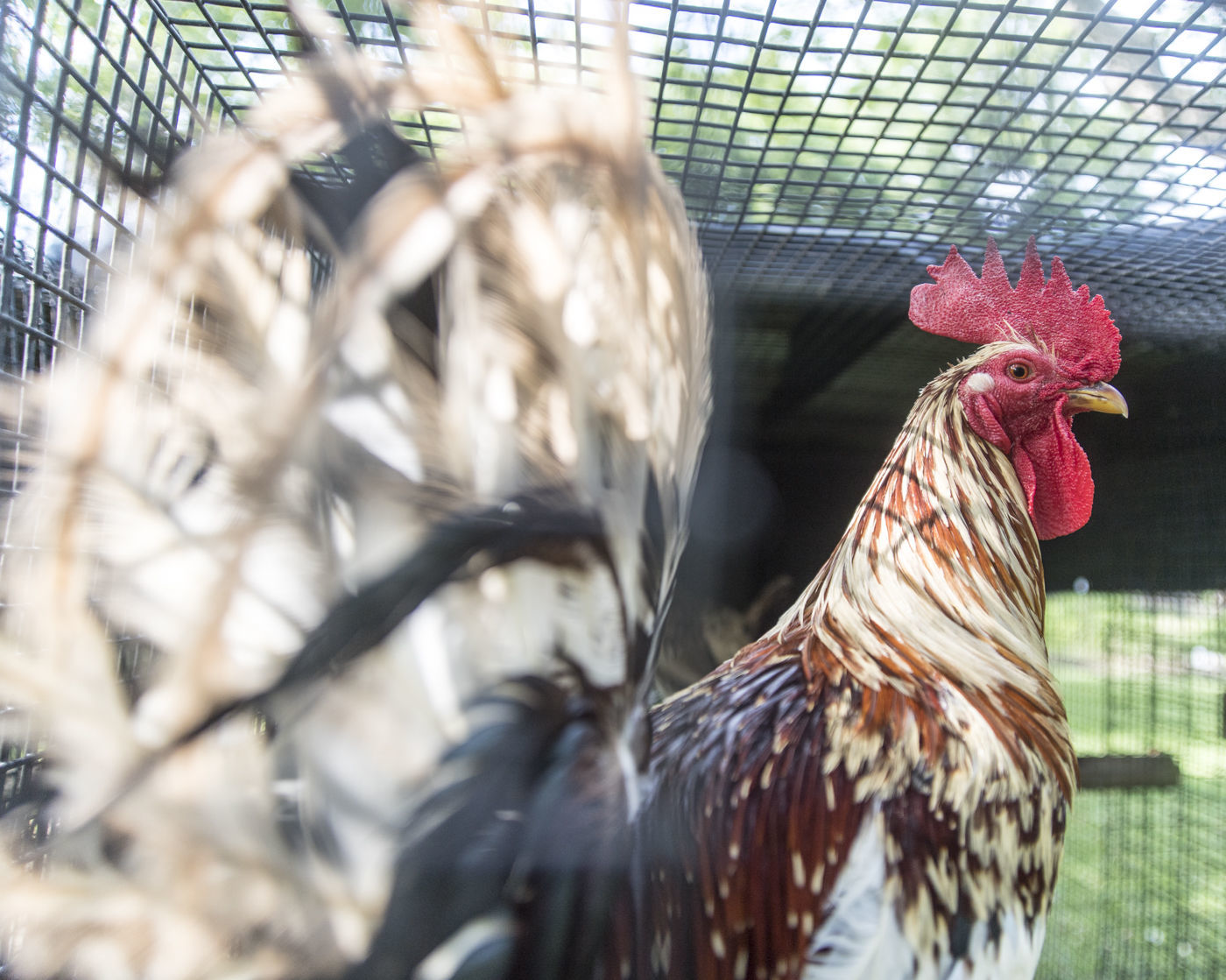 democrat hatch gamefowl democrat hatch gamefowl