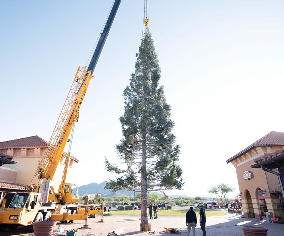 Tallest Christmas Tree In Arizona Arrives Nov 4 City News Thefoothillsfocus Com