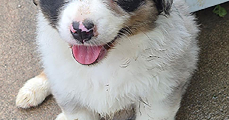 Australian Shepherd Puppies Blue Merle m