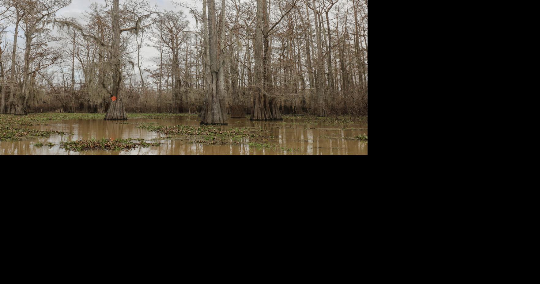Under new EPA rule, protections would dry up for wetlands across the ...