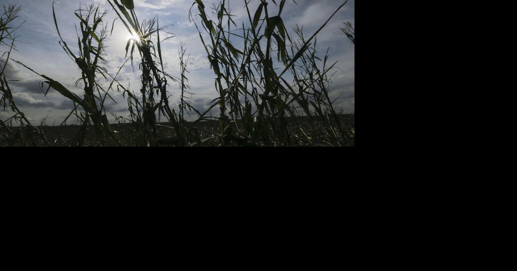 Fayette County farm worker killed in cornfield accident | Crime and ...