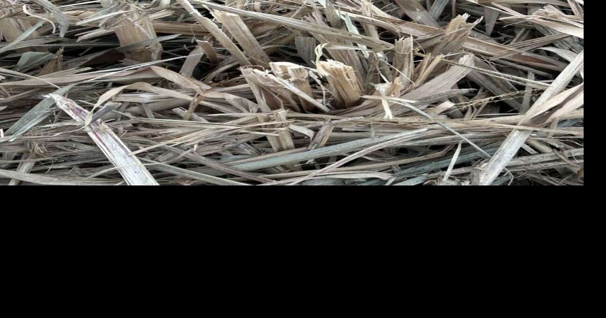Miscanthus helps University of Iowa go coal free