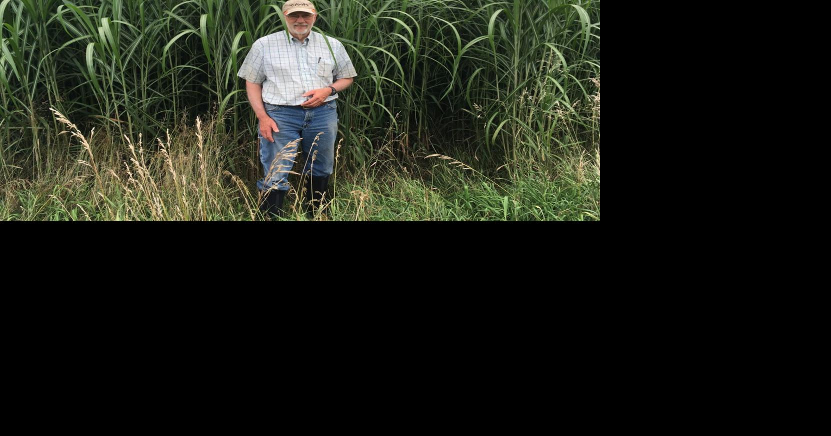 Miscanthus grass helps University of Iowa go coal free