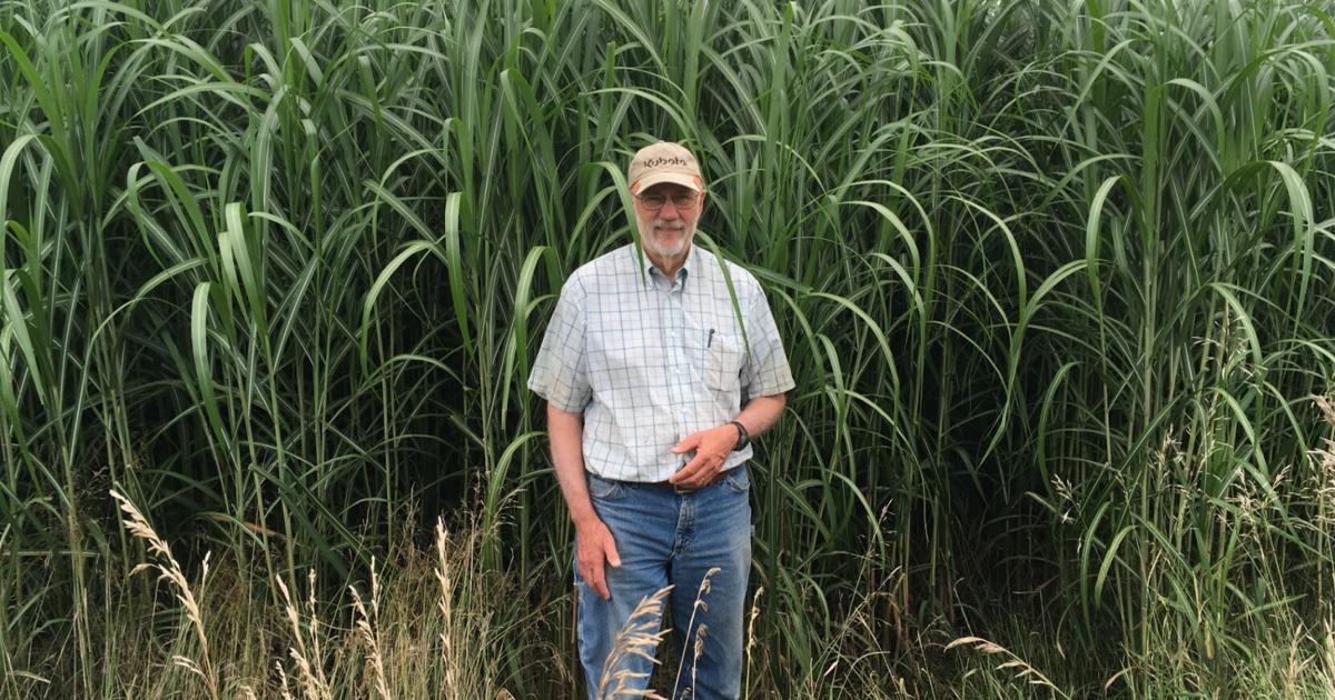 Miscanthus grass helps University of Iowa go coal free