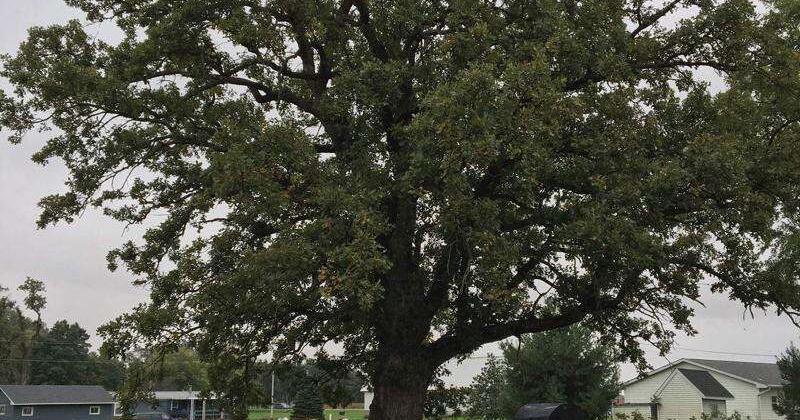 Plant a tree today — for the baby birds | Environmental News, Nature ...